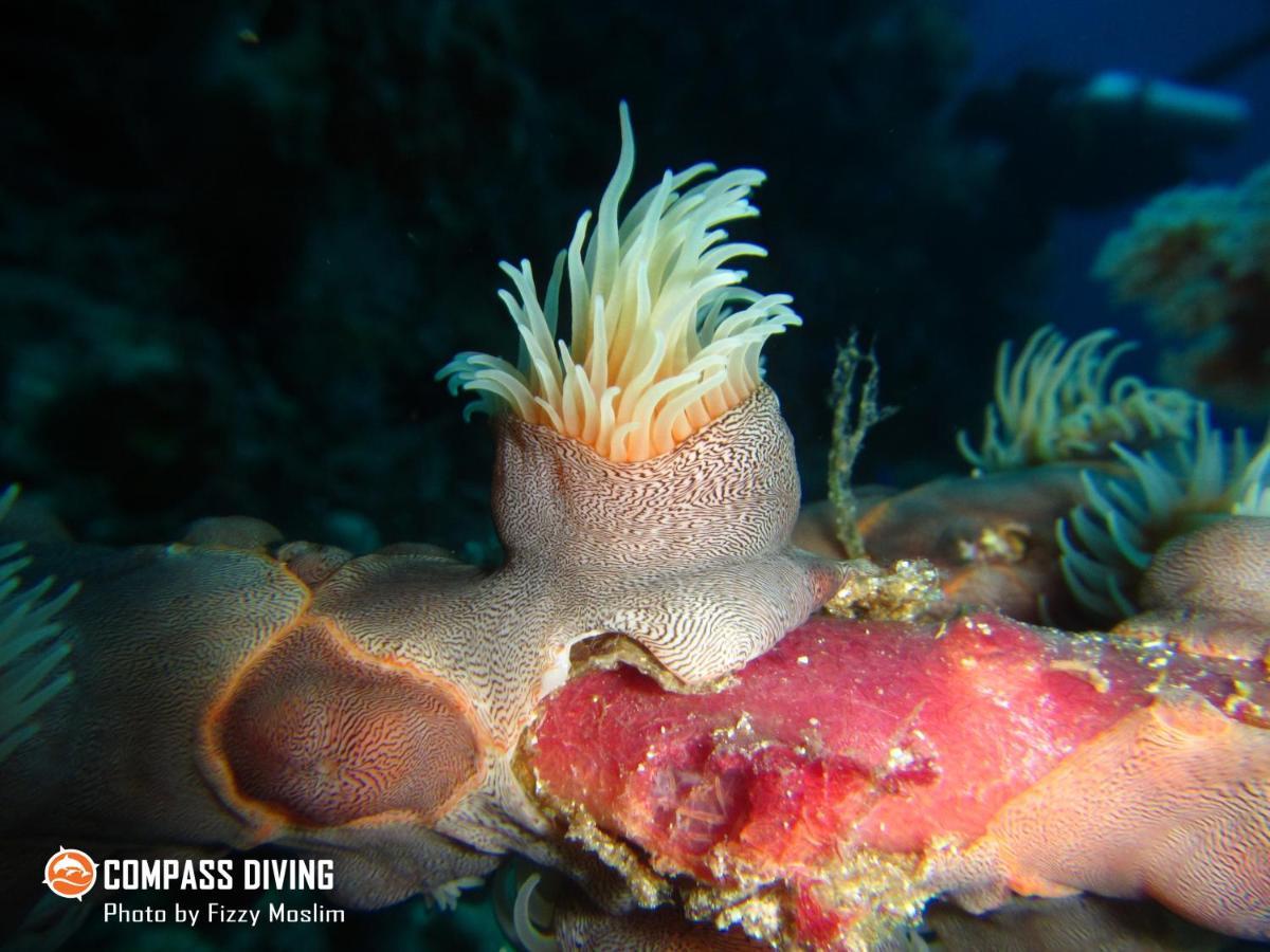 Compass Diving Resort Beloi Exteriér fotografie