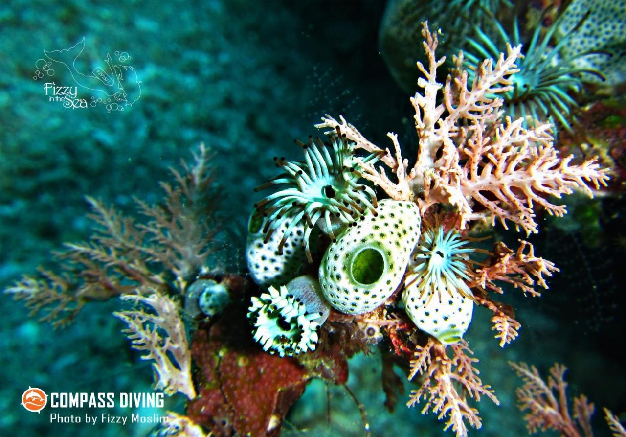 Compass Diving Resort Beloi Exteriér fotografie